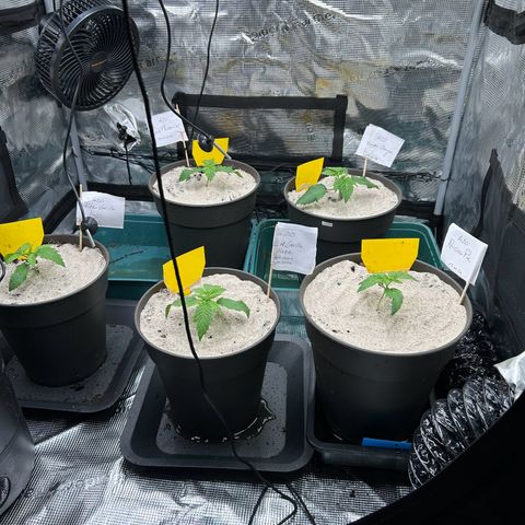 Dark Phoenix growlog timeline photo