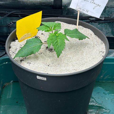 Lemon Orange 🍊 Super Lemon Haze x Clementine growlog timeline photo