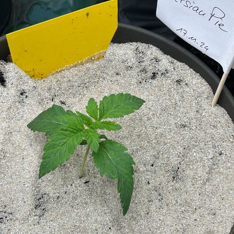 Persian Pie growlog timeline photo