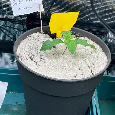 Dark Phoenix growlog timeline photo