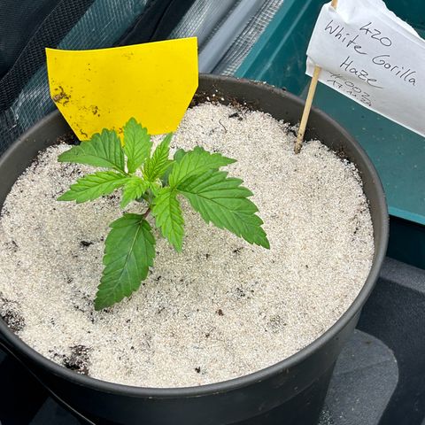 White Gorilla Haze #2 growlog timeline photo