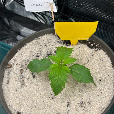 Dark Phoenix growlog timeline photo