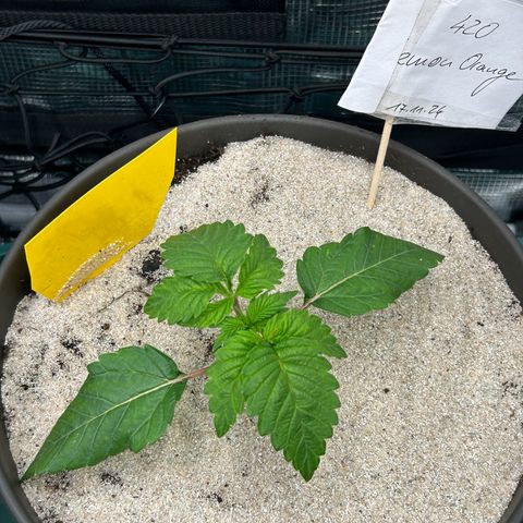 Lemon Orange 🍊 Super Lemon Haze x Clementine growlog timeline photo