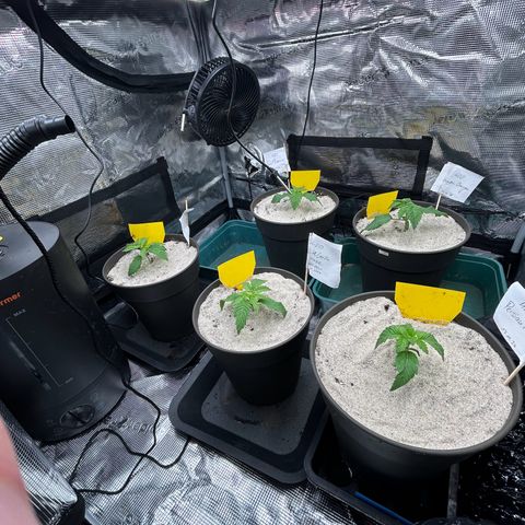 Persian Pie growlog timeline photo