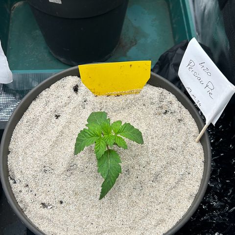 Persian Pie growlog timeline photo