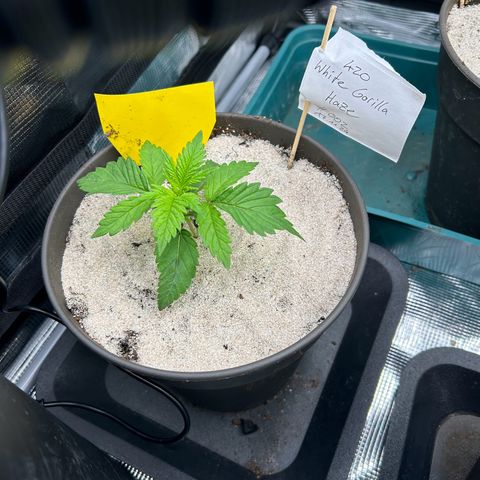 White Gorilla Haze #2 growlog timeline photo