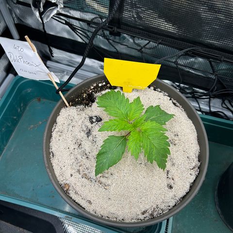Dark Phoenix growlog timeline photo