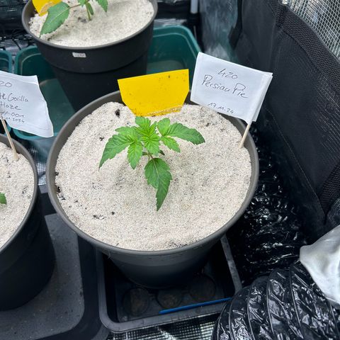 Persian Pie growlog timeline photo