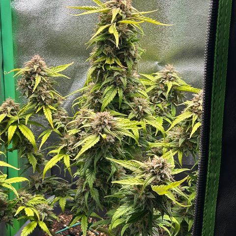 Solomatic CBD growlog timeline photo