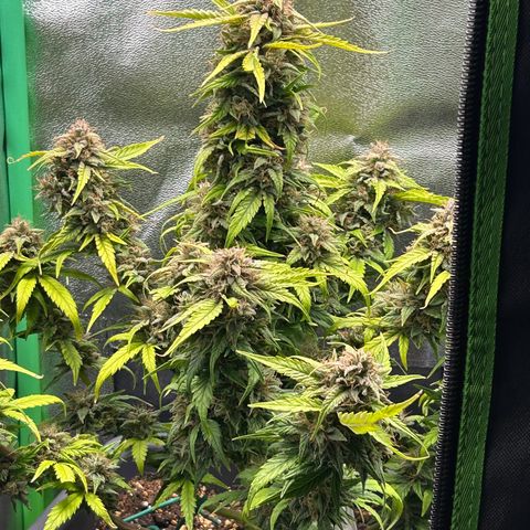 Solomatic CBD growlog timeline photo