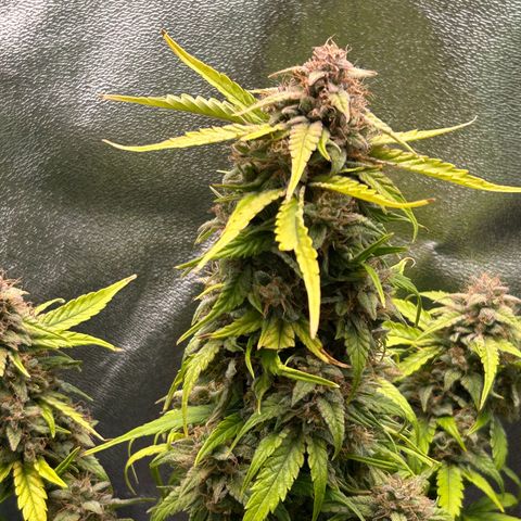 Solomatic CBD growlog timeline photo