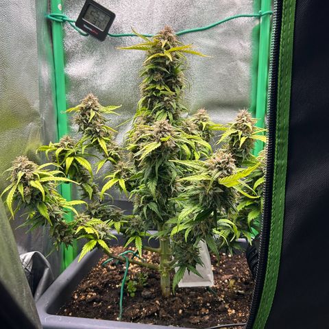 Solomatic CBD growlog timeline photo