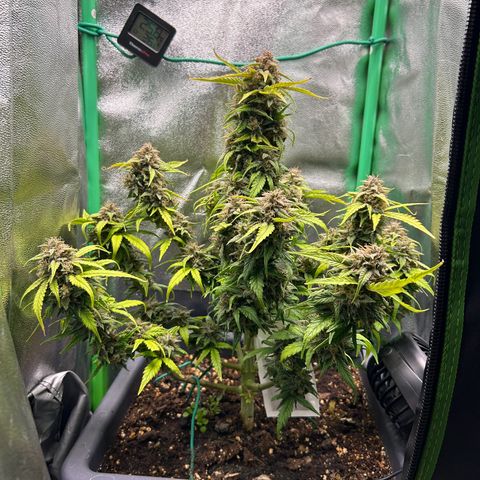 Solomatic CBD growlog timeline photo