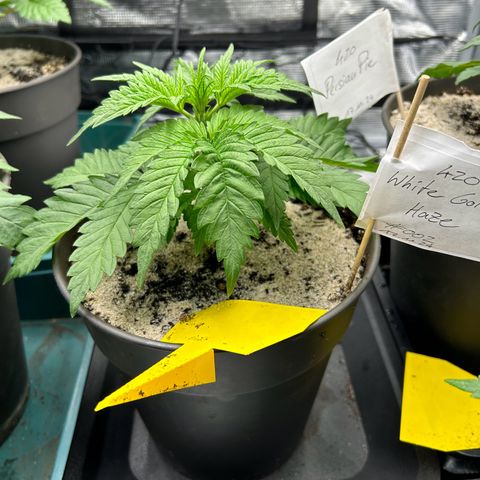 White Gorilla Haze #2 growlog timeline photo