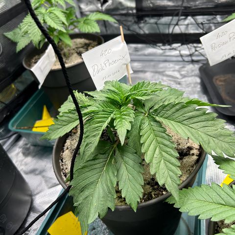 Dark Phoenix growlog timeline photo