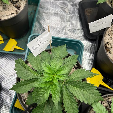Dark Phoenix growlog timeline photo