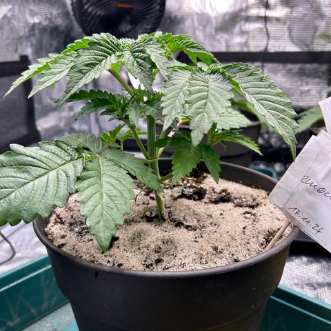 Lemon Orange 🍊 Super Lemon Haze x Clementine growlog timeline photo