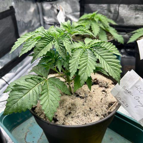 Lemon Orange 🍊 Super Lemon Haze x Clementine growlog timeline photo