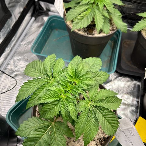 Lemon Orange 🍊 Super Lemon Haze x Clementine growlog timeline photo
