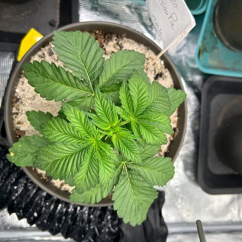 Persian Pie growlog timeline photo