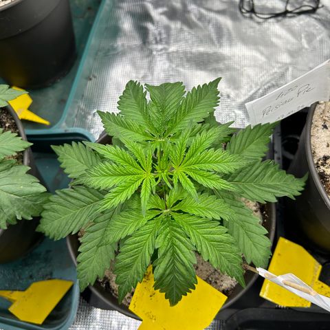 Persian Pie growlog timeline photo