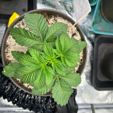 Persian Pie growlog timeline photo