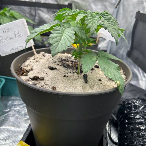 Persian Pie growlog timeline photo