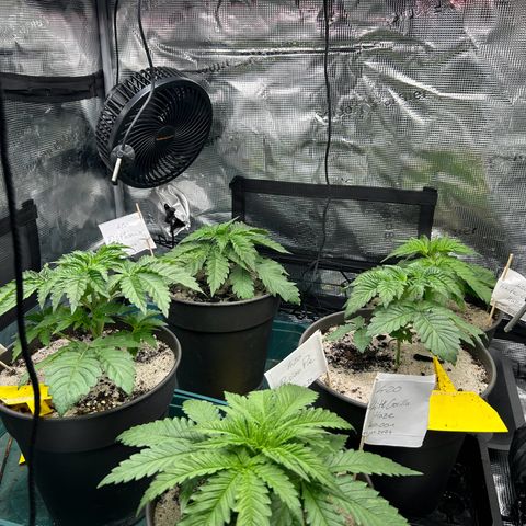 Dark Phoenix growlog timeline photo