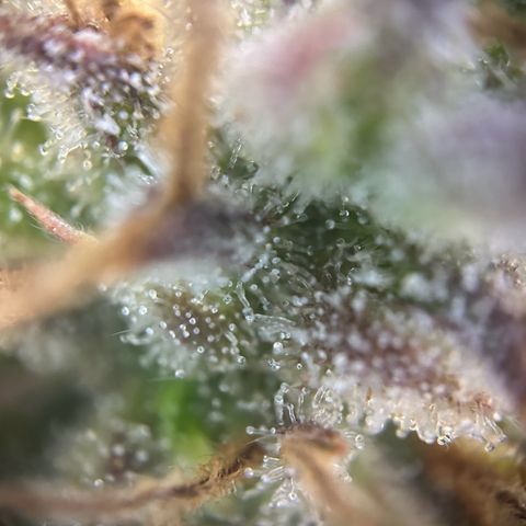 Solomatic CBD growlog timeline photo