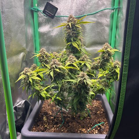 Solomatic CBD growlog timeline photo