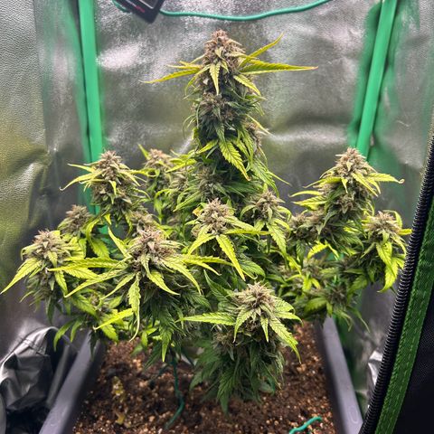 Solomatic CBD growlog timeline photo