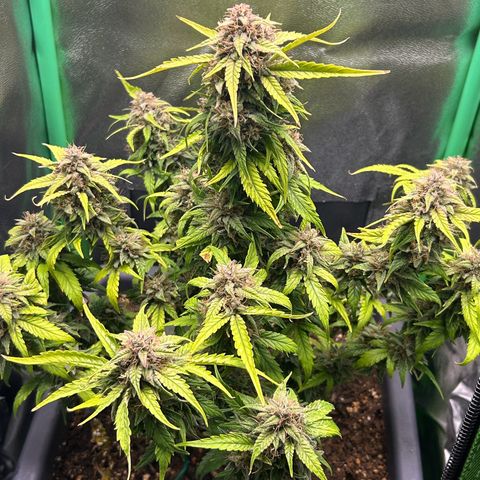Solomatic CBD growlog timeline photo