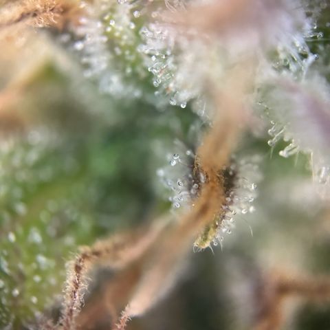 Solomatic CBD growlog timeline photo