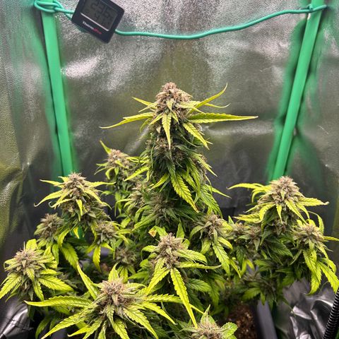 Solomatic CBD growlog timeline photo