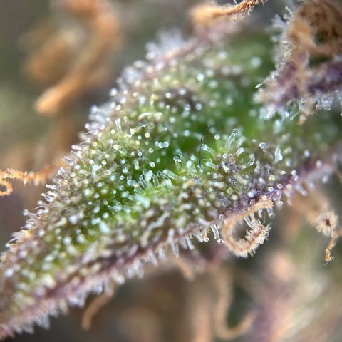Solomatic CBD growlog timeline photo