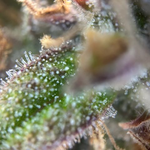 Solomatic CBD growlog timeline photo