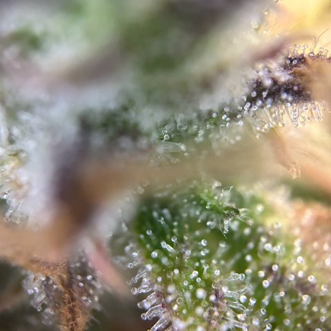 Solomatic CBD growlog timeline photo