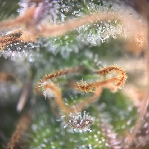 Solomatic CBD growlog timeline photo