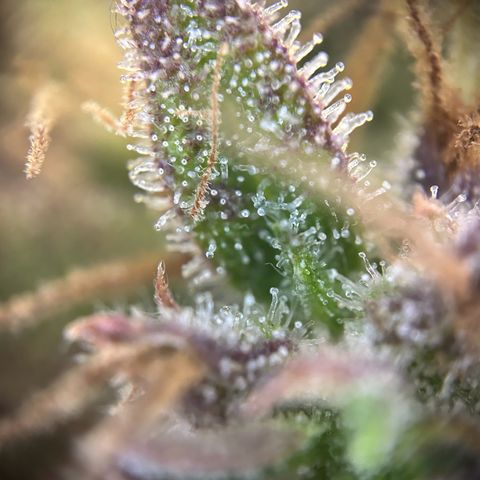 Solomatic CBD growlog timeline photo