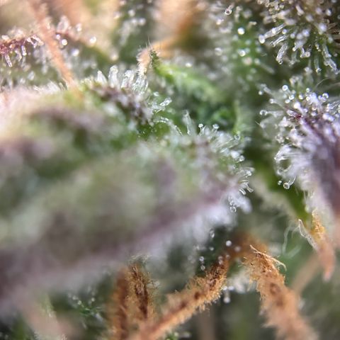 Solomatic CBD growlog timeline photo