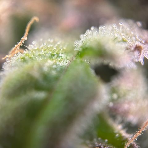 Solomatic CBD growlog timeline photo