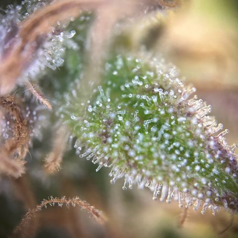 Solomatic CBD growlog timeline photo