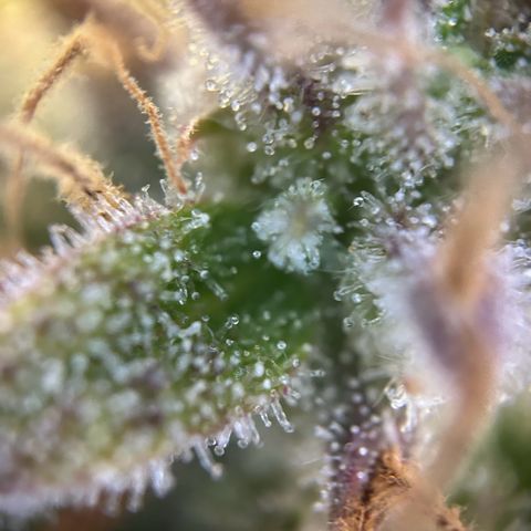Solomatic CBD growlog timeline photo