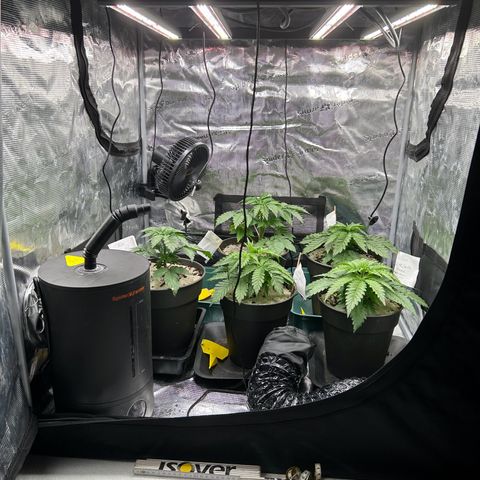 Lemon Orange 🍊 Super Lemon Haze x Clementine growlog timeline photo