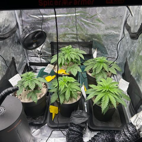 Dark Phoenix growlog timeline photo