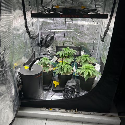 White Gorilla Haze #2 growlog timeline photo