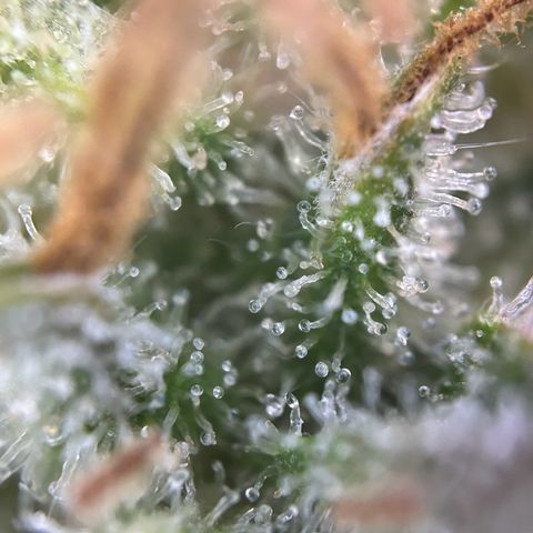 Solomatic CBD growlog timeline photo