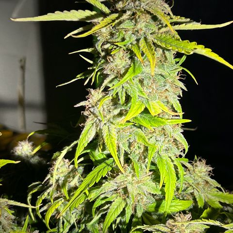 Solomatic CBD growlog timeline photo