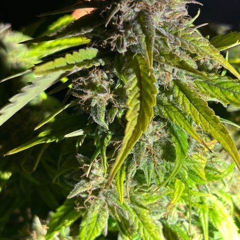Solomatic CBD growlog timeline photo