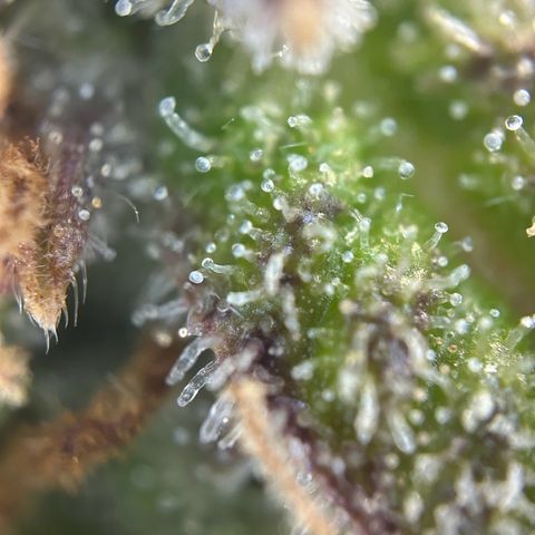 Solomatic CBD growlog timeline photo